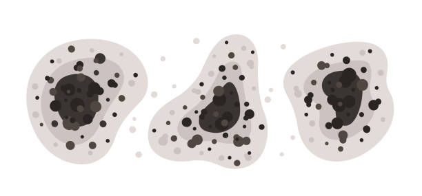 Best Mold Prevention Services  in Lake Station, IN