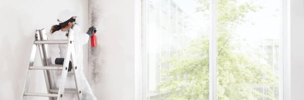 Best Mold Removal for HVAC Installations  in Lake Station, IN